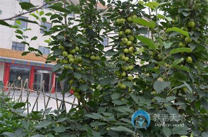 石家莊祥云生態養老公館 石家莊祥云生態養老公館