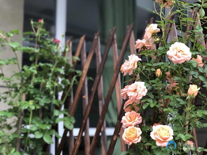 杭州市西湖區府苑新村養老院 杭州市西湖區府苑新村養老院