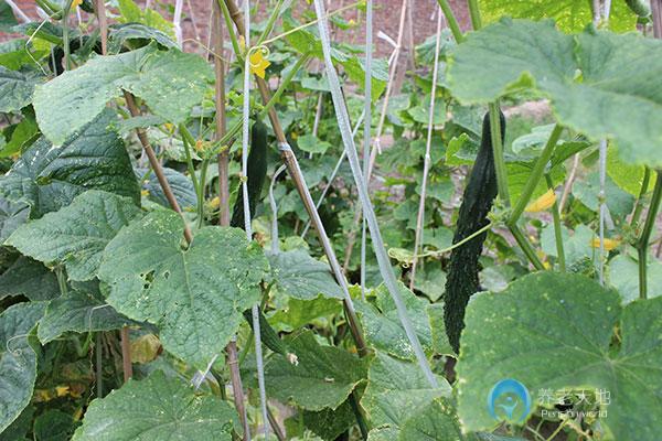 天津市西青區為善園養老院 天津市西青區為善園養老院