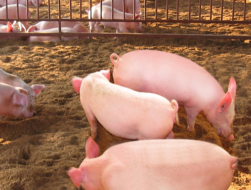 1545629530878009409.png QQ截圖20181224124232.png