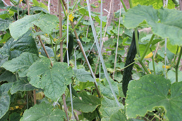 1575352269825095287.jpg 1575352269825095287.jpg